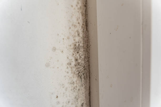 Forensic Mold Investigation in Springboro, OH